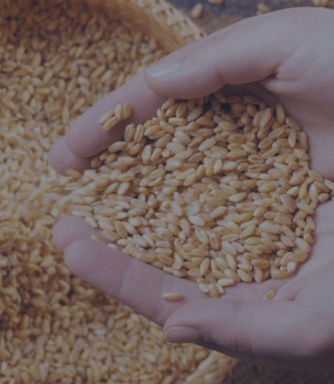 PMS – Preservation, Maintenance & Security of food grain stock
