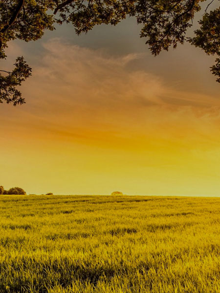 Harvesting Trust, Storing Value